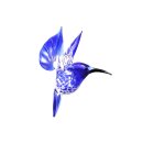 fliegender Kolibri blau
